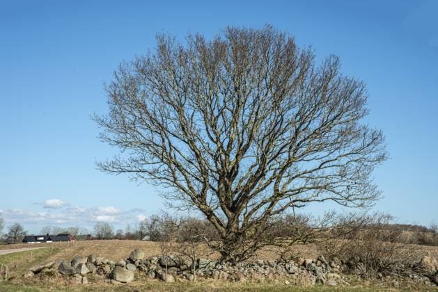 Einsamer Baum, im Frühling noch nicht mit Blättern, auf Ackerland und vor blauem Himmel in der Gemeinde Ystad, Provinz Skane, Schweden, Skandinavien Lonely tree, not yet with leaves in spring, in farmland and against blue sky in Ystad municipality, Skane county, Sweden, Scandinavia Copyright: imageBROKER AlfxJönsson ibxjon17261594.jpg