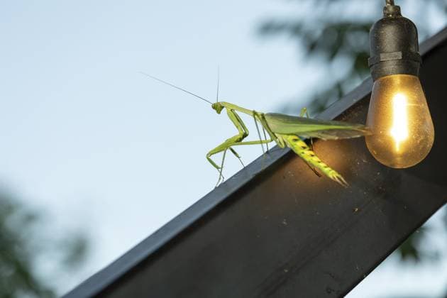 Gottesanbeterin im Morgenlicht. Nahaufnahme mit einer Glühbirne, Puntarenas, Costa Rica Praying mantis in morning light. close-up with a light bulb, Puntarenas, Costa Rica Copyright: imageBROKER JirixViehmann ibxjvi17241744.jpg