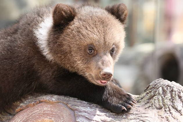RUSSIA, BAKHCHISARAY - APRIL 29, 2026: A bear cub is seen in the Park of Miniatures in Bakhchisaray, southern Crimea. Sergei Malgavko TASS  91840819