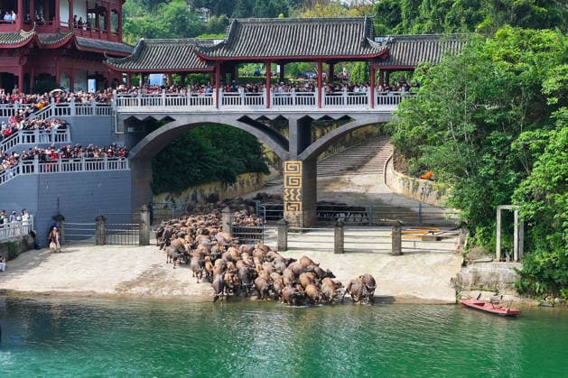 NANCHONG, CHINA - APRIL 30: Aerial view of a herd of buffaloes crossing the Jialing River to forage on Taiyang island on April 30, 2026 in Peng an county, Nanchong City, Sichuan Province of China.  Copyright: xChinaxNewsxServicex 111638313676