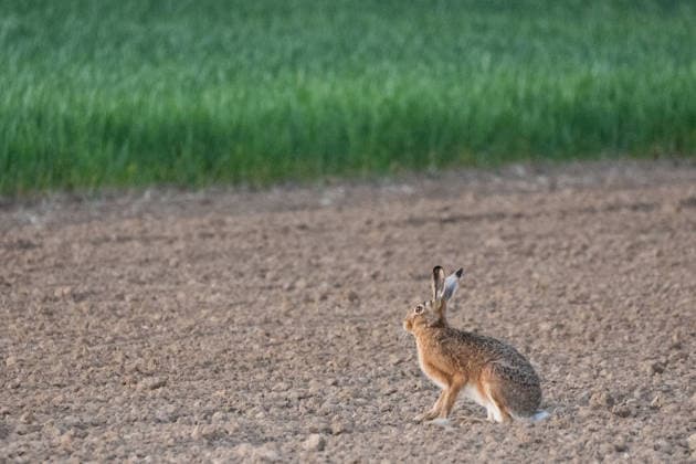 April 30, 2026, Frankfurt, Hesse, Germany: A hare is seen at sunset in agricultural fields in Frankfurt, Germany. Frankfurt Germany - ZUMAb332 20260430_zip_b332_030 Copyright: xMatiasxBasualdox