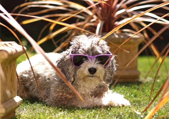 Entertainment Bilder des Tages Cookie the cockapoo dog tries to stay cool amongst these plants, on a very warm day in Peterborough, Cambridgeshire, on 1st May, 2026.  .