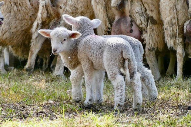 Entertainment Bilder des Tages Spring Lambs Sheep and spring lambs in the warm mornings sunshine., Credit:Geoffrey Swaine Avalon UK, Oxfordshire, Rotherfield Greys  Copyright: xGeoffreyxSwainex xAvalonx 1095622813