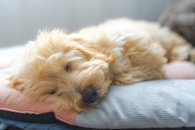 Der entzückende Malipoo Welpe schläft friedlich auf einem weichen Hundebett im Haus. Süße, ruhige Stimmung, Graz, Österreich Adorable Malipoo puppy sleeps peacefully on soft dog bed indoors. Sweet, calm mood, Graz, Austria Copyright: imageBROKER PrzemyslawxIciak ibxprz17318827.jpg