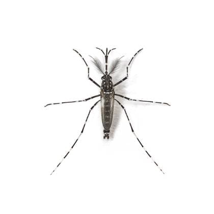 Männliche Tigermücke, Aedes albopictus, mit gestreiften Beinen und Körperdetails auf sauberem weißem Hintergrund Male tiger mosquito, Aedes albopictus, with striped legs and body detail on a clean white background Copyright: imageBROKER EricxIsselee ibxiss17536825.jpg