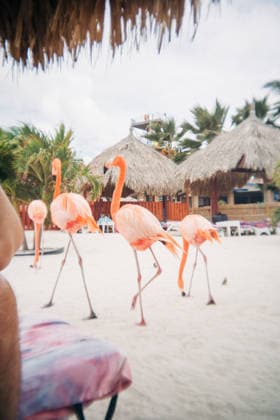 Pink flamingos walking on sandy beach in aruba Oranjestad, Aruba CR_FKNH2605015A-2007090-01