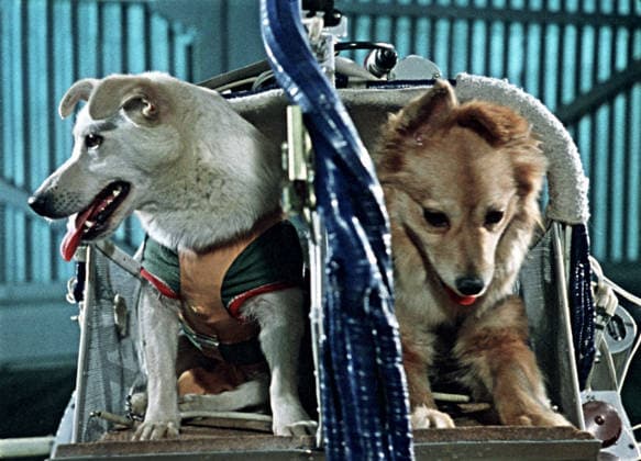 Dogs in space 9153369 28.07.1960 The Baikonur Cosmodrome. From right: Test dogs Lisichka (Foxy) and Chaika (Seagull) before launching the new Vostok 1K No. 1 rocket with the Sputnik 5-1 spacecraft. The G unit of the first stage disintegrated 19 seconds after lift-off; the rocket fell to Earth and exploded 38 seconds after lift-off. The dogs were killed. RIA News Sputnik Baikonur Kazakhstan  Copyright: xRIAxNewsx