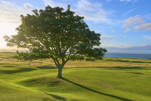 Einzelner Baum auf grüner Wiese unter blauem Himmel am Meer, Golfplatz, North Berwick, East Lothian, Schottland, Vereinigtes Königreich, Großbritannien Single tree on green field under blue ocean sky, golf course, North Berwick, East Lothian, Scotland, United Kingdom, United Kingdom Copyright: imageBROKER RaimundxLinke ibxrde17196892.jpg