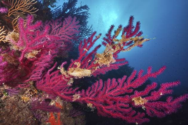 Eikapsel von Großgefleckter Katzenhai (Scyliorhinus stellaris), befestigt an Farbwechselnde Gorgonie (Paramuricea clavata) im tiefen blauen Wasser, Tauchplatz Halbinsel Giens, Mittelmeer, Porquerolles, Provence, Côte d Azur, Frankreich Egg capsule of Large Spotted Catshark (Scyliorhinus stellaris), attached to Violescent sea-whip (Paramuricea clavata) in deep blue water, dive site Giens Peninsula, Mediterranean Sea, Porquerolles, Provence, Côte d Azur, France Copyright: imageBROKER RolfxvonxRiedmatten ibxrvo17163941.jpg