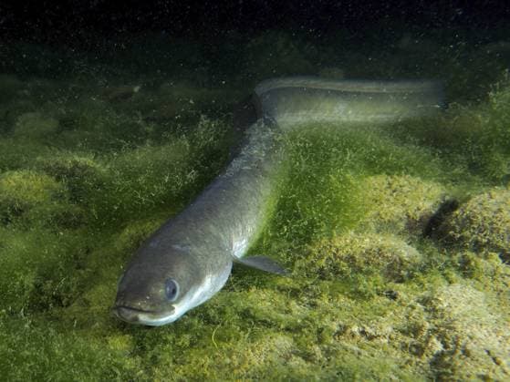 Creative Highlights World Ein Europäischer Aal (Anguilla anguilla) schwimmt tief am Grund in einer algenreichen, dunklen Unterlwasserlandschaft, Tauchplatz Klosterinsel, Rheinau, Kanton Zürich, Rhein, Hochrhein, Schweiz, Deutschland A European eel (Anguilla anguilla) swimming deep at the bottom in a dark underwater landscape rich in algae, dive site Klosterinsel, Rheinau, Canton Zurich, Rhine, High Rhine, Switzerland, Germany Copyright: imageBROKER RolfxvonxRiedmatten ibxrvo17499443.jpg