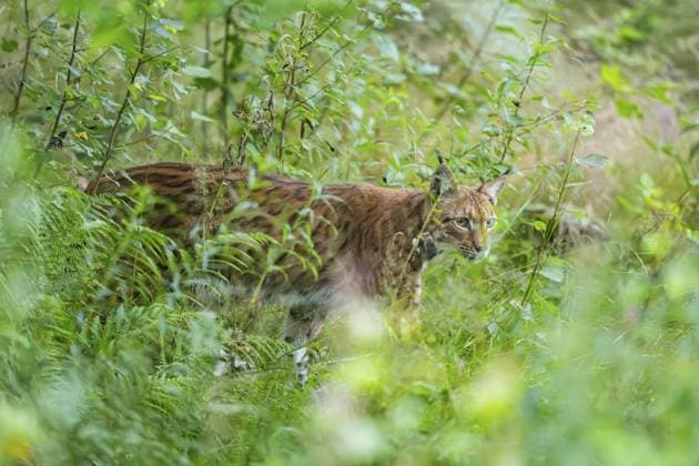 Eurasischer Luchs (Lynx lynx) inmitten von Büschen im Sommer, Bayern, Deutschland Eurasian lynx (Lynx lynx) in the middle of bushes in summer, Bavaria, Germany Copyright: imageBROKER Davidx&xMichaxSheldo ibxshe17326217.jpg