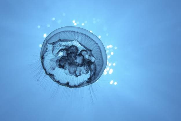 Ohrenqualle (Aurelia aurita) von unten, im Gegenlicht, Rotes Meer, Hurghada, Ägypten Ear jellyfish (Aurelia aurita) from below, backlit, Red Sea, Hurghada, Egypt Copyright: imageBROKER NorbertxProbst ibxnpr17575949.jpg