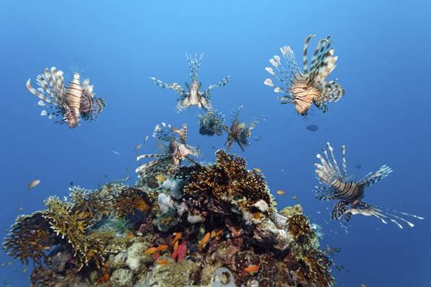 Gruppe, 7, sieben, Indischer Rotfeuerfisch (Pterois miles) über Korallenblock Acropora Steinkoralle (Scleractinia), beim jagen, auf der Jagd nach Beute, Rotes Meer, Makadi Bay, Port Safaga, Ägypten Group, 7, seven, Common lionfish (Pterois miles) over coral block Acropora stony coral (Scleractinia), hunting, on the hunt for prey, Red Sea, Makadi Bay, Port Safaga, Egypt Copyright: imageBROKER NorbertxProbst ibxnpr17575983.jpg