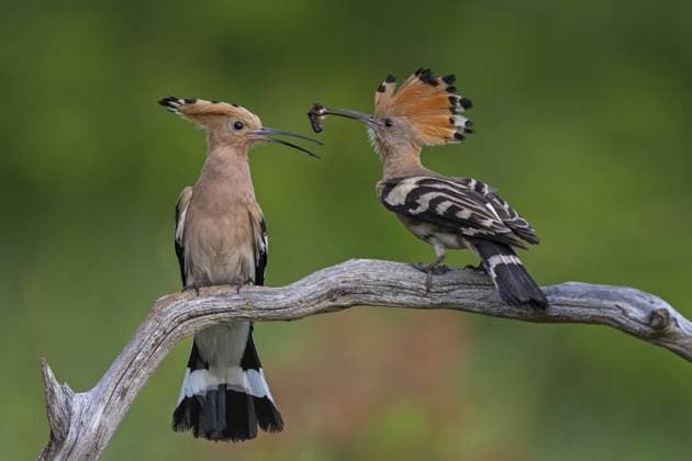 Wiedehopf (Upupa epops) Vogel des Jahres 2022, Männchen mit Nahrung für sein Weibchen, Brautgeschenk, Paarbildung, Balz, Nahrungssuche, aufgestellte Haube, Paar, Bruthöhle, Sonnenaufgang, Interaktion, fliegend, nach Futter bettelnd, Klimawandel, Biosphärenreservat Mittelelbe, Sachsen-Anhalt, Deutschland Hoopoe (Upupa epops) Bird of the Year 2022, male with food for his female, bridal gift, pair formation, courtship, foraging, erected bonnet, pair, breeding den, sunrise, interaction, flying, begging for food, climate change, Middle Elbe Biosphere Reserve, Saxony-Anhalt, Germany Copyright: imageBROKER ThomasxHinsche ibxthi14036344.jpg