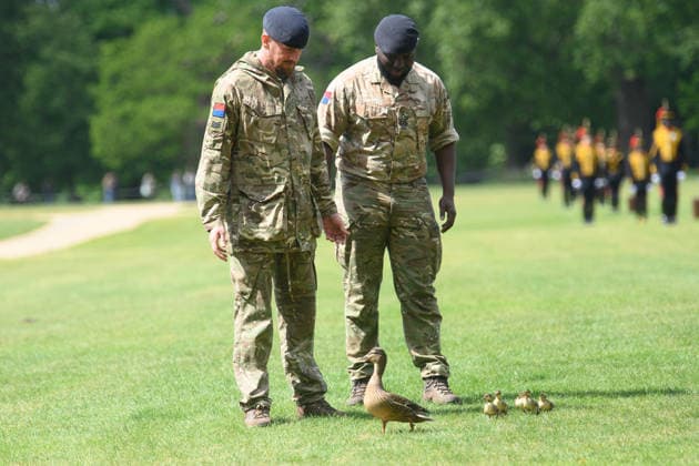 41 Gun Royal Salute for Third Anniversary of King Charles III s Coronation at Hyde Park, London, UK - Wednesday 6 May 2026 A duck and her ducklings are shepherded away from The King s Troop, Royal Horse Artillery before they perform a 41 gun Royal Salute to mark the Third Anniversary of the Coronation of King Charles III on the 6th May - Hyde Park, London, England, UK on Wednesday 6 May, 2026. Credit Justin, Credit:Justin Ng Avalon UK, England, London, Hyde Park Copyright: xJustinxNgx xAvalonx 1096902313