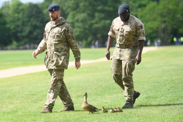 41 Gun Royal Salute for Third Anniversary of King Charles III s Coronation at Hyde Park, London, UK - Wednesday 6 May 2026 A duck and her ducklings are shepherded away from The King s Troop, Royal Horse Artillery before they perform a 41 gun Royal Salute to mark the Third Anniversary of the Coronation of King Charles III on the 6th May - Hyde Park, London, England, UK on Wednesday 6 May, 2026. Credit Justin, Credit:Justin Ng Avalon UK, England, London, Hyde Park Copyright: xJustinxNgx xAvalonx 1096902319