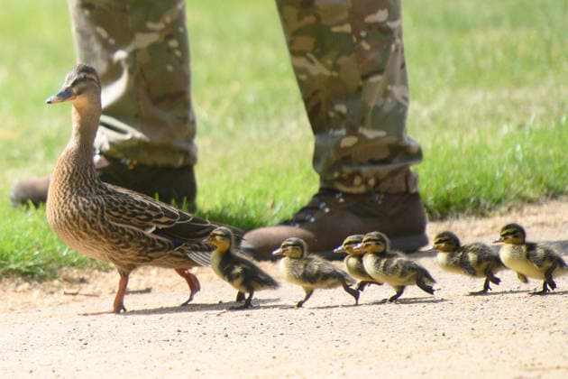 41 Gun Royal Salute for Third Anniversary of King Charles III s Coronation at Hyde Park, London, UK - Wednesday 6 May 2026 A duck and her ducklings are shepherded away from The King s Troop, Royal Horse Artillery before they perform a 41 gun Royal Salute to mark the Third Anniversary of the Coronation of King Charles III on the 6th May - Hyde Park, London, England, UK on Wednesday 6 May, 2026. Credit Justin, Credit:Justin Ng Avalon UK, England, London, Hyde Park  Copyright: xJustinxNgx xAvalonx 1096902322