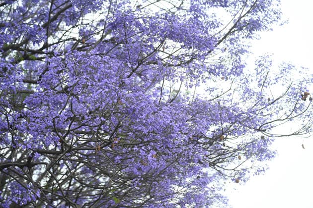 May 6, 2026, Kathmandu, Kathmandu, Nepal: Jacaranda flowers bloom in Lalitpur, Nepal, forming a light purple layer beneath the canopy during the spring season in the Kathmandu Valley on May 6, 2026. Known scientifically as Jacaranda mimosifolia, the trees flower between March and April, with petals often falling and covering streets and sidewalks across the city. The species has been present in the Kathmandu Valley for over a century and is believed to have been introduced during the Rana period for ornamental planting. The blossoms are delicate and affected by wind and rainfall, which can cause early shedding. The trees are propagated through cuttings or grafting and typically take two to three years to flower. They grow well in sunny, wel - ZUMAs330 20260506_zsp_s330_001 Copyright: xSafalxPrakashxShresthax