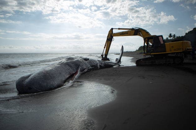 May 6, 2026, Jembrana, Bali, Indonesia: Veterinary teams conduct a necropsy on a 17-meter male sperm whale found dead at Melaya beach in Jembrana, Bali, on May 6, 2026. Local authorities utilized heavy machinery to move the carcass for on-site burial following the clinical examination to determine the cause of death. Jembrana Indonesia  - ZUMAp229 20260506_zip_p229_007 Copyright: xLanaxPriatnax