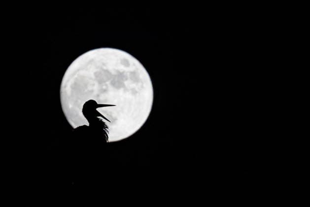 Creative Highlights World 30.04.2026, GER, Aktuelles Natur Tiere, Storch vor dem Vollmond Blumenmond In den frühen Abendstunden ist der Vollmond Blumenmond hinter einem Storchennest aufgegangen und zeigt einen Storch als Silhouette. 99880 Waltershausen Strochennest Horst Ziegelturm Thüringen Deutschland *** 30 04 2026, GER, News nature animals, Stork in front of the full moon flower moon In the early evening hours the full moon flower moon has risen behind a storks nest and shows a stork as a silhouette 99880 Waltershausen Strochennest Horst Ziegelurm Thuringia Germany