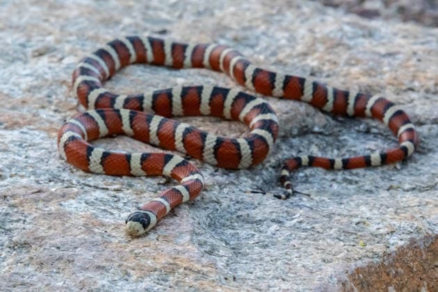 Eine mexikanische Milchschlange in Tucson, Arizona A a non venomous species of milksnake in the preserve park (License=RF) Copyright: xZoonar.com CHERI_ALGUIREx 23451599
