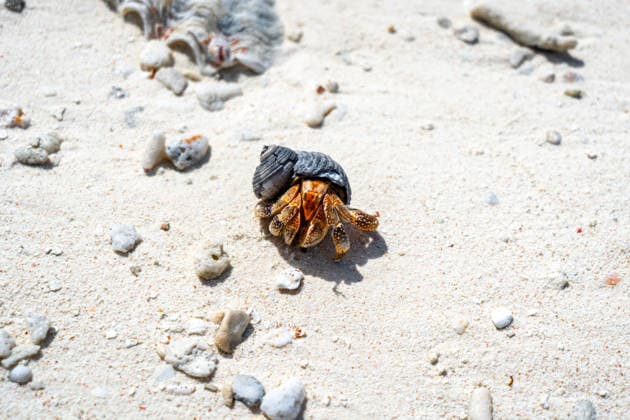 Creative Highlights World Einsiedlerkrebs an einem weißen Sandstrand in Maupiti, Französisch-Polynesien A hermit crab crawls on a white sand beach in Maupiti, French Polynesia, carrying a black seashell among scattered coral fragments and small rocks (License=RF) Copyright: xZoonar.com LaurentxDavoustx 25003130