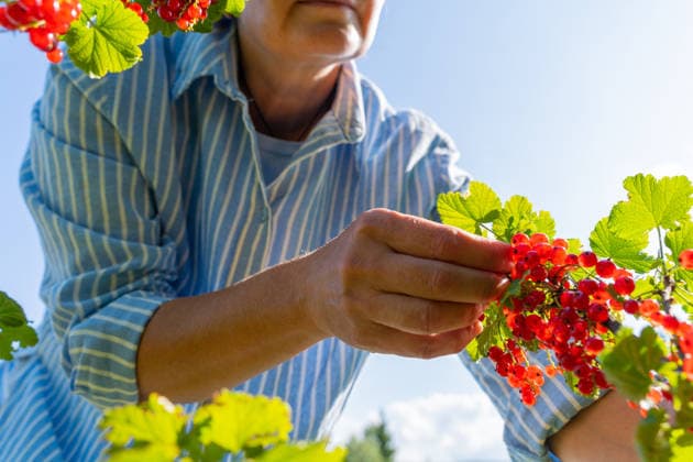 Eine reife Frau in einem gestreiften Hemd pflückt unter strahlendem Himmel rote Johannisbeeren Mature woman harvesting red currants in striped shirt under sunny sky. (License=RF) ,model released, Symbolfoto Copyright: xZoonar.com NataliaxXimichx 25008721 ,model released, Symbolfoto ,property released