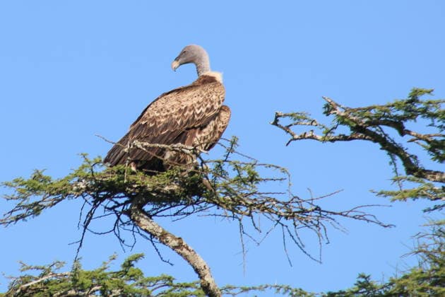 RECORD DATE NOT STATED TZA, Reise, Afrika, Tansania, Tanzania, Natur, Lebewesen, Tier, Safari, Tierwelt, 02.05.2026 Ein Geier auf einem Ast TZA, Reise, Afrika, Tansania, Tanzania, Natur, Lebewesen, Tier, Safari, Tierwelt, 02.05.2026 *** TZA, Travel, Africa, Tanzania, Tanzania, Nature, Living creatures, Animal, Safari, Wildlife, 02 05 2026 A vulture on a branch TZA, Travel, Africa, Tanzania, Tanzania, Nature, Living creatures, Animal, Safari, Wildlife, 02 05 2026 Copyright: xEibner-Pressefoto JuergenxAugstx EP_JAT