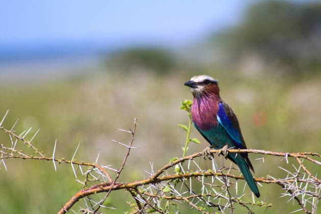 RECORD DATE NOT STATED TZA, Reise, Afrika, Tansania, Tanzania, Natur, Lebewesen, Tier, Safari, Tierwelt, 02.05.2026 Eine farbenfrohe Gabelracke TZA, Reise, Afrika, Tansania, Tanzania, Natur, Lebewesen, Tier, Safari, Tierwelt, 02.05.2026 *** TZA, Travel, Africa, Tanzania, Tanzania, Nature, Living creatures, Animal, Safari, Wildlife, 02 05 2026 A colorful forked blackbird TZA, Travel, Africa, Tanzania, Tanzania, Nature, Living creatures, Animal, Safari, Wildlife, 02 05 2026 Copyright: xEibner-Pressefoto JuergenxAugstx EP_JAT