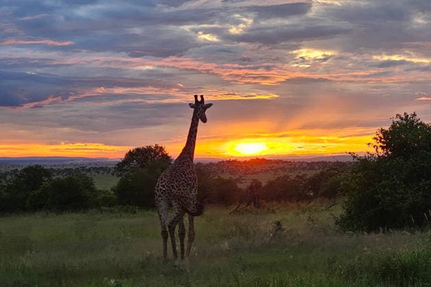 RECORD DATE NOT STATED TZA, Reise, Afrika, Tansania, Tanzania, Natur, Lebewesen, Tier, Safari, Tierwelt, 02.05.2026 Eine Giraffe im Sonnenuntergang der Savanne in der Serengeti TZA, Reise, Afrika, Tansania, Tanzania, Natur, Lebewesen, Tier, Safari, Tierwelt, 02.05.2026 *** TZA, Travel, Africa, Tanzania, Tanzania, nature, creatures, animal, safari, wildlife, 02 05 2026 A giraffe in the sunset of the savannah in the Serengeti TZA, Travel, Africa, Tanzania, Tanzania, nature, creatures, animal, safari, wildlife, 02 05 2026 Copyright: xEibner-Pressefoto JuergenxAugstx EP_JAT