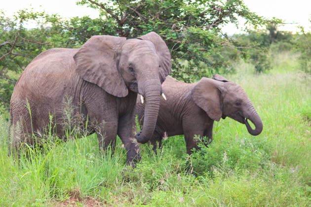 RECORD DATE NOT STATED TZA, Reise, Afrika, Tansania, Tanzania, Natur, Lebewesen, Tier, Safari, Tierwelt, 02.05.2026 Eine Elefantenkuh mit Jungtier in der Serengeti TZA, Reise, Afrika, Tansania, Tanzania, Natur, Lebewesen, Tier, Safari, Tierwelt, 02.05.2026 *** TZA, Travel, Africa, Tanzania, Tanzania, Nature, Living creatures, Animal, Safari, Wildlife, 02 05 2026 A cow elephant with her young in the Serengeti TZA, Travel, Africa, Tanzania, Tanzania, Nature, Living creatures, Animal, Safari, Wildlife, 02 05 2026 Copyright: xEibner-Pressefoto JuergenxAugstx EP_JAT