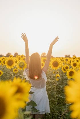 Eine junge, schöne Frau zwischen Sonnenblumen bei Sonnenuntergang Freedom concept. Autumn nature. Young woman in white dress walking between sunflowers on a field in sunset raising her arms (License=RF) ,model released, Symbolfoto Copyright: xZoonar.com ILONAxSHOROKHOVAx 25018239 ,model released, Symbolfoto ,property released