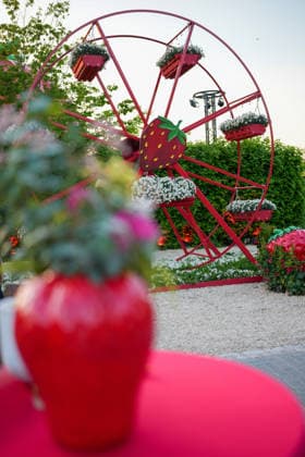 VIP evening at Gertrudenhof Strawberry Park VIP evening at Gertrudenhof Strawberry Park on 08 05 2026 in Huerth Hürth Gertrudenhof Strawberry Park North Rhine-Westphalia