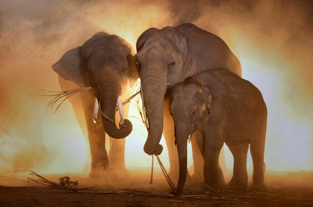 Creative Highlights World elephant hometown on during sunset,Thailand Bangkok, Bangkok, Thailand CR_SSBW26051029-2017188-01