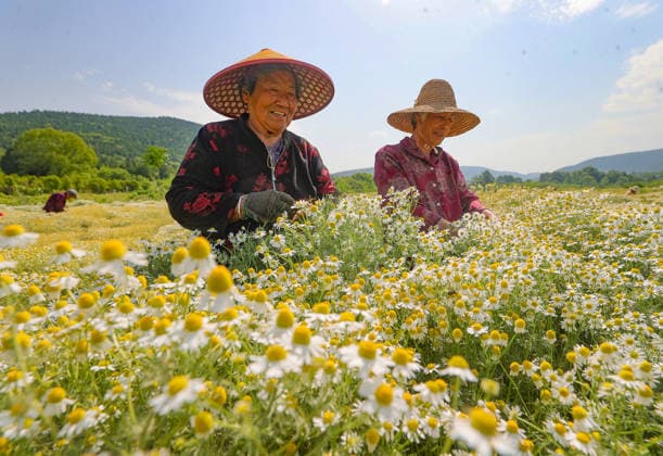 HUAIBEI, CHINA - MAY 11: Farmers harvest chrysanthemum at a chrysanthemum planting base on May 11, 2026 in Huaibei, Anhui Province of China.  Copyright: xVCGx 111640641497