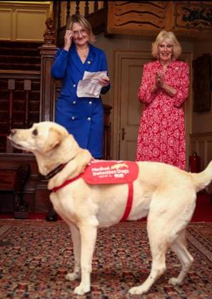 Image Licensed to Parsons Media. 12 05 2026. London, United Kingdom. The Queen- Reception for Medical Detection Dogs. Her Majesty The Queen, as Patron of Medical Detection Dogs, hosts a reception at Clarence House.  Copyright: xAndrewxParsonsx xParsonsxMediax PAR-9207-0009