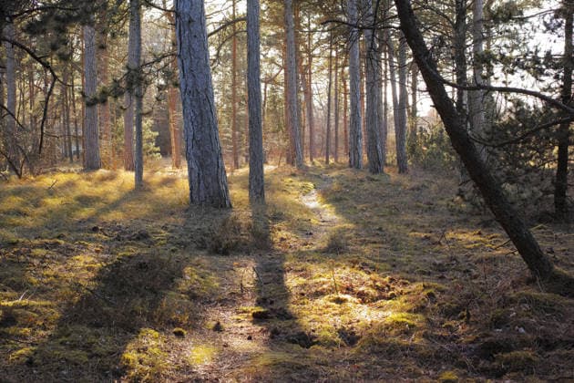 Nature, branches or trees with sunset in forest, fall or transition season for ecological development. Woods, environment or foliage on ground for conservation, autumn or botanical sustainability. model released property released Copyright: xx