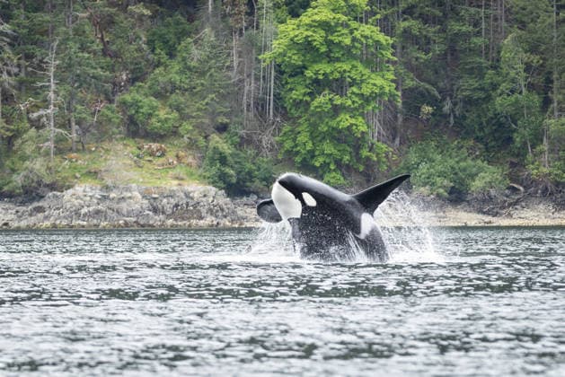 Creative Highlights World Orca Breaching Near Forested Rocky Shoreline in Coastal Waters Cowichan Bay, British Columbia, Canada CR_NCJL260510-2015664-01