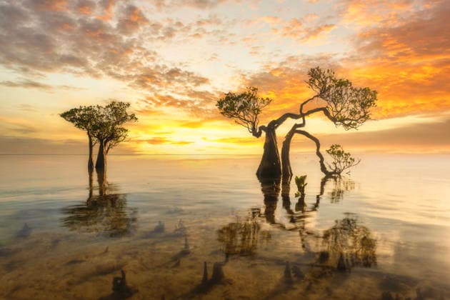 Creative Highlights World Dancing Mangrove Trees of Sumba Island in Indonesia. Subang, West Java, Indonesia CR_SSBW2605109F-2016053-01