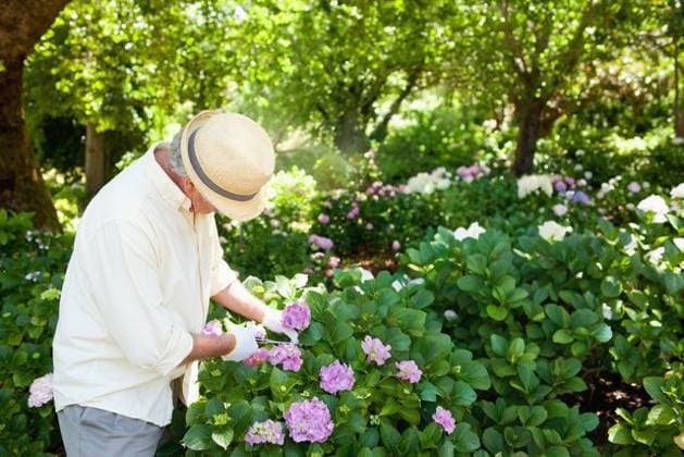 Senior man tending hydrangea shrubs in cultivated garden wearing straw hat and white gloves, model released, 24.11.2011 06:00:00, 10544067 Copyright: xIMS-260210xcreatorid:x1x 10544067