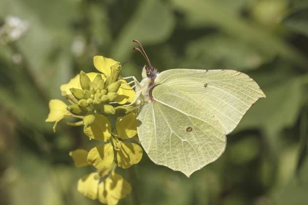 Gonepteryx rhamni, Zitronenfalter (Männchen) Gonepteryx rhamni, bekannt als Zitronenfalter, Gewöhnlicher Zitronenfalter, Zitronenfalter (männlicher Schmetterling) Gonepteryx rhamni, Zitronenfalter (Männchen) - Gonepteryx rhamni, known as Brimstone, Common brimstone, Brimstone butterfly (male butterfly) Copyright: imageBROKER LotharxHinz ibxiqx17394629.jpg