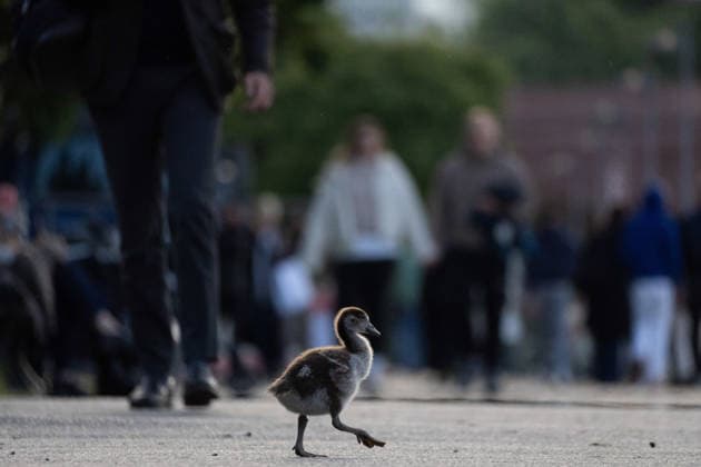 May 15, 2026, Frankfurt, Hesse, Germany: A gosling walks on the banks of the Main River in Frankfurt am Main, Germany. Frankfurt Germany  - ZUMAb332 20260515_zip_b332_006 Copyright: xMatiasxBasualdox