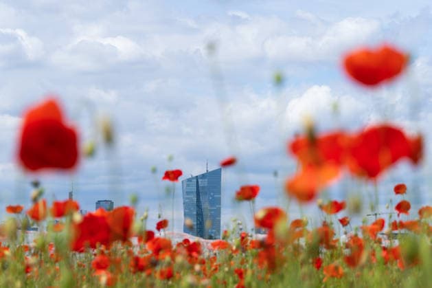 News Bilder des Tages May 17, 2026, Frankfurt, Hesse, Germany: The European Central Bank building is seen among blooming poppy flowers in Frankfurt am Main, Germany. Frankfurt Germany - ZUMAb332 20260517_zip_b332_016 Copyright: xMatiasxBasualdox