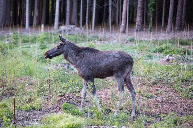 Gemeinde Aham, Deutschland 17. 05. 2026: Elch Emil nahe Loizenkirchen unterwegs Im Bild: Elch Emil nahe Loizenkirchen in der Gemeinde Aham im niederbayerischen Landkreis Landshut. Der ausgebüxte Elch hält sich seit mehreren Tagen in der Region auf und sorgt für Aufmerksamkeit bei Anwohnern, Behörden und Medien. Das Tier bewegt sich im ländlichen Raum Niederbayerns und gilt als außergewöhnliche Wildtiersichtung in Deutschland. Das Motiv eignet sich für Berichterstattung über Wildtiere, Natur, Umwelt, außergewöhnliche Tiersichtungen und regionale Ereignisse. Landkreis Landshut Bayern *** Municipality of Aham, Germany 17 05 2026 Moose Emil on the move near Loizenkirchen In the picture Moose Emil near Loizenkirchen in the municipa Copyright: xFotostandx xBreux
