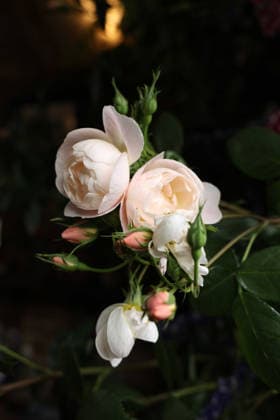 The Sir David Beckham rose The Sir David Beckham rose, by David Austin Roses, in honour of former England footballer David Beckham, is pictured on the press day ahead of the 2026 RHS Chelsea Flower Show in London on May 18, 2026., Credit:ADRIAN DENNIS PA ROTA - B68 Avalon United Kingdom, London  Copyright: xADRIANxDENNISx xPAxROTAx-xB68x xAvalonx 1100160190