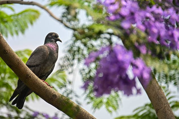 May 19, 2026, Kathmandu, Kathmandu, Nepal: A pigeon perches on a branch of a blooming Jacaranda mimosifolia tree as purple blossoms cover surrounding streets during the spring season in Kathmandu, Nepal, on May 19, 2026. The seasonal bloom of Jacaranda trees briefly transforms parts of the Kathmandu Valley with vibrant purple petals, becoming a recognizable sign of spring across the city. Known scientifically as Jacaranda mimosifolia, these ornamental trees flower between March and April, covering roads, sidewalks, and public spaces with shades of purple. The species has been present in the valley for over a century and is widely believed to have been introduced by Rana rulers during early urban development. Also called the Hawaiian mimosa - ZUMAs330 20260519_zsp_s330_004 Copyright: xSafalxPrakashxShresthax
