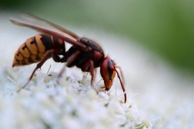 May 20 World Bee Day DUZCE, TURKIYE - MAY 20: Bees are seen collecting pollen and nectar from flowers in Duzce, Turkiye, on May 20, 2026. World Bee Day on May 20 is celebrated globally to raise awareness about the vital importance of bees for the ecosystem, food security, and biodiversity, and to support the protection of their species. Omer Urer Anadolu Duzce Turkey. Editorial use only. Please get in touch for any other usage.  Copyright: x2026xAnadoluxOmerxUrerx