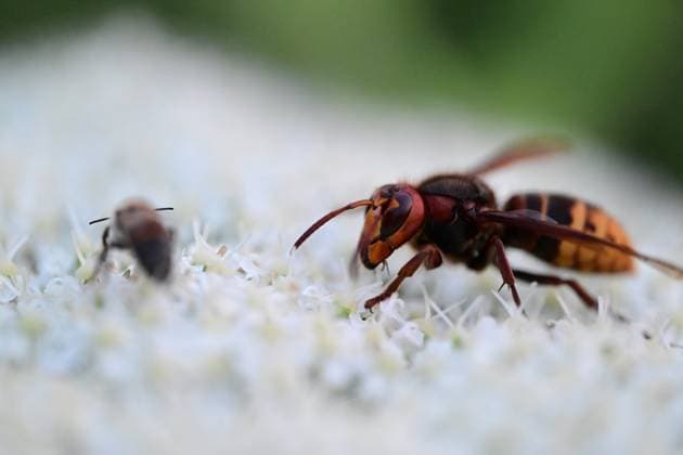 May 20 World Bee Day DUZCE, TURKIYE - MAY 20: Bees are seen collecting pollen and nectar from flowers in Duzce, Turkiye, on May 20, 2026. World Bee Day on May 20 is celebrated globally to raise awareness about the vital importance of bees for the ecosystem, food security, and biodiversity, and to support the protection of their species. Omer Urer Anadolu Duzce Turkey. Editorial use only. Please get in touch for any other usage.  Copyright: x2026xAnadoluxOmerxUrerx
