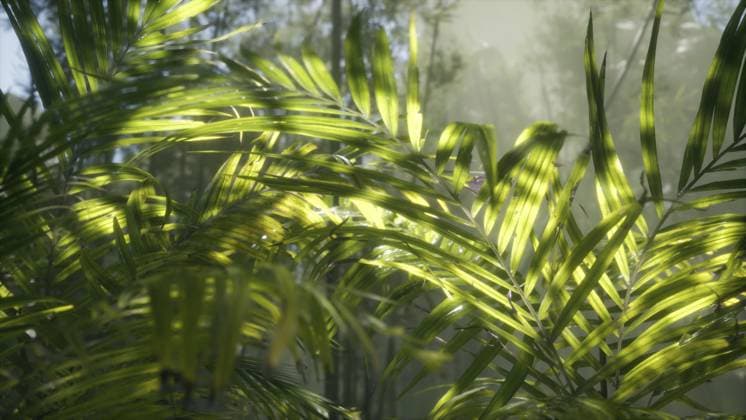 Helles Licht scheint durch den feuchten, nebligen Nebel und die Blätter des Dschungels, den üppigen grünen Tropenwald Bright light shining through the humid misty fog and jungle leaves, lush green tropical forest Copyright: imageBROKER StanislavxRishnyak ibxiqx17547195.jpg
