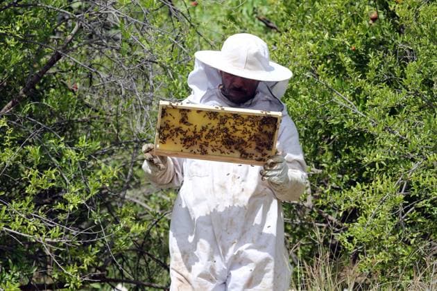(260520) -- BAGHDAD, May 20, 2026 -- A beekeeper checks a honeycomb at his apiary on the outskirts of Baghdad, Iraq, on May 20, 2026. The World Bee Day, which is observed on May 20 annually, was declared by the UN General Assembly in 2017. ) IRAQ-BAGHDAD-BEEKEEPER-WORLD BEE DAY KhalilxDawood 